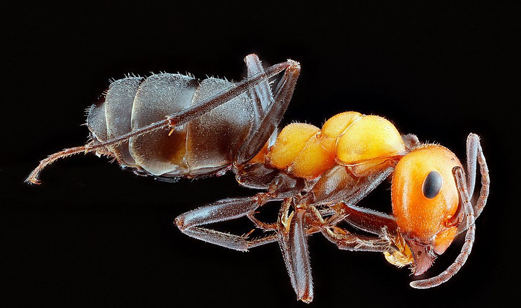 Ant Control service in Broken Arrow, OK