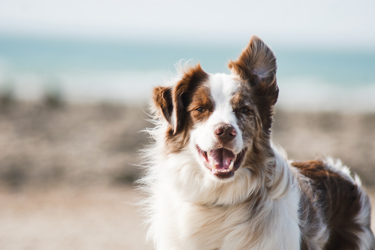 Flea & Tick Control service in Broken Arrow, OK