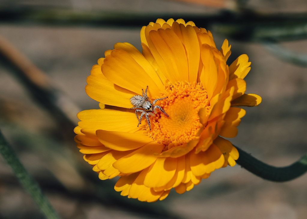 Spider Control service in Broken Arrow, OK